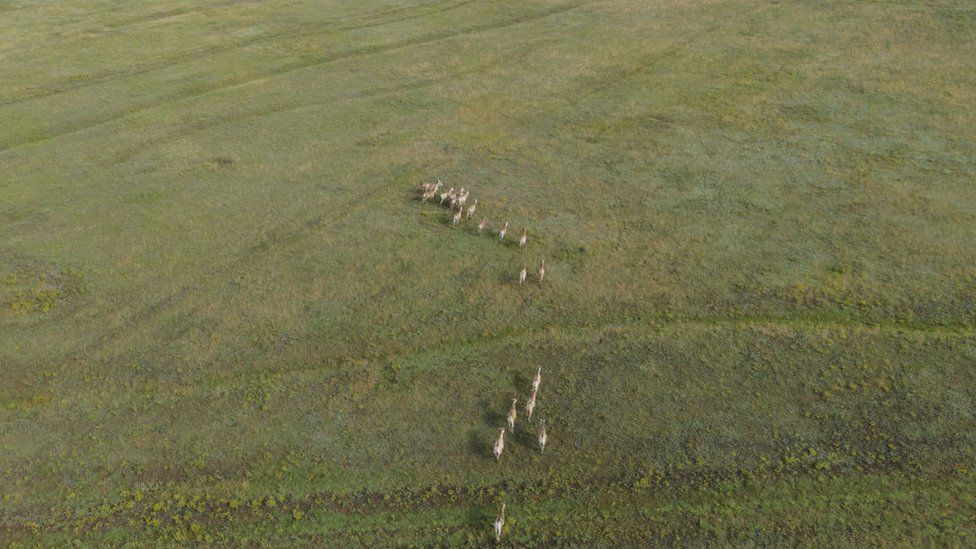 Вид с воздуха на стадо закаспийского дикого осла в Тарутинской степи на Украине
